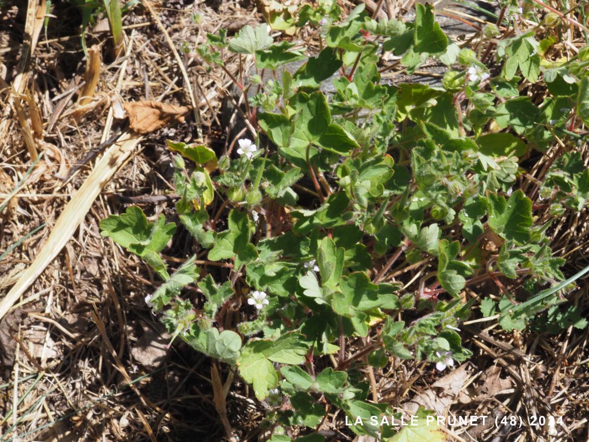 Cranesbill, Small-flowered plant